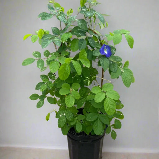 clitoria greensouq