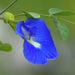 clitoria greensouq