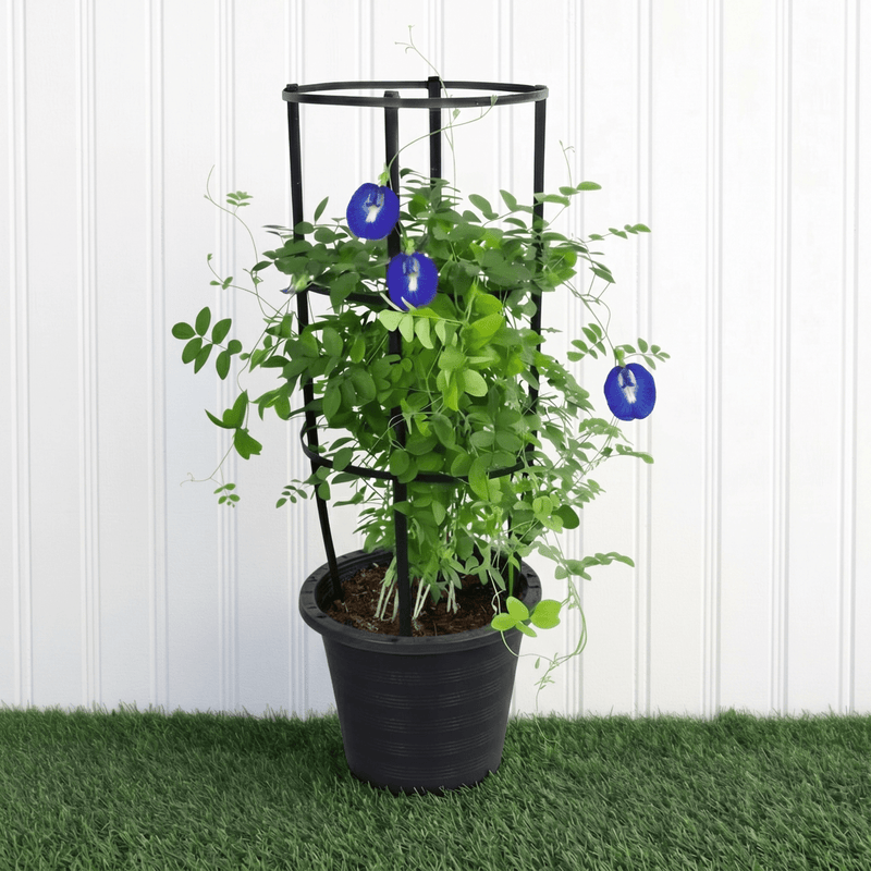 Clitoria Ternatea ,Butterfly Pea | Dubai Gardens Blue Beauty! - Greensouq - 