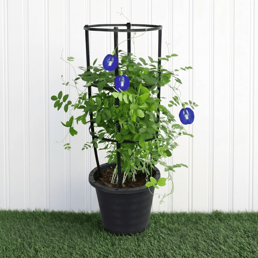 Clitoria Ternatea ,Butterfly Pea | Dubai Gardens Blue Beauty! - Greensouq - 