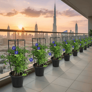 Clitoria Ternatea ,Butterfly Pea | Dubai Gardens Blue Beauty! - Greensouq -