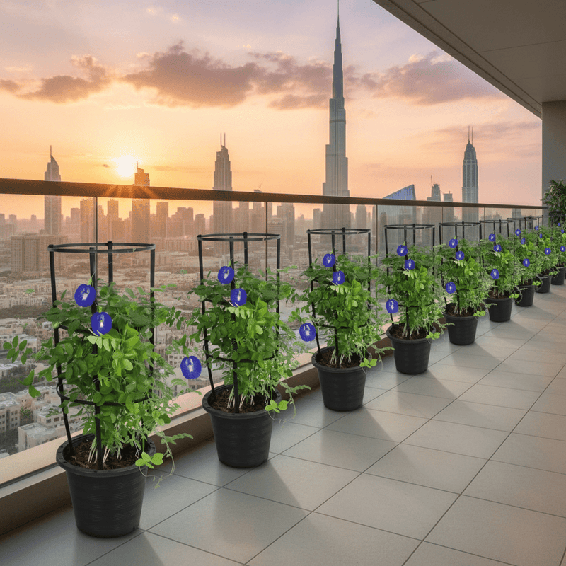 Clitoria Ternatea ,Butterfly Pea | Dubai Gardens Blue Beauty! - Greensouq -