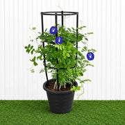 Clitoria Ternatea ,Butterfly Pea | Dubai Gardens Blue Beauty! - Greensouq -