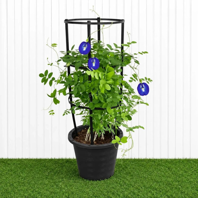 Clitoria Ternatea ,Butterfly Pea | Dubai Gardens Blue Beauty! - Greensouq -