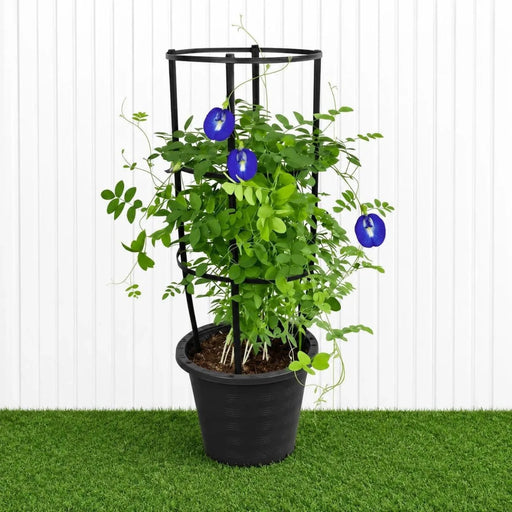 Clitoria Ternatea ,Butterfly Pea | Dubai Gardens Blue Beauty! - Greensouq -