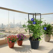 Clitoria ternatea or Butterfly Pea - Greensouq - 