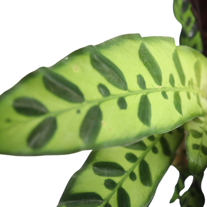 Calathea Lancifolia