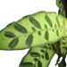 Calathea Lancifolia