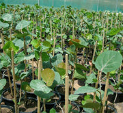 Coccoloba Uvifera or Sea Grape - Greensouq - 