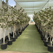 Coccoloba Uvifera or Sea Grape - Greensouq - 