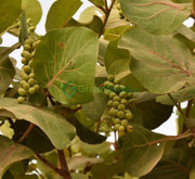 Coccoloba Uvifera or Sea Grape - Greensouq - 