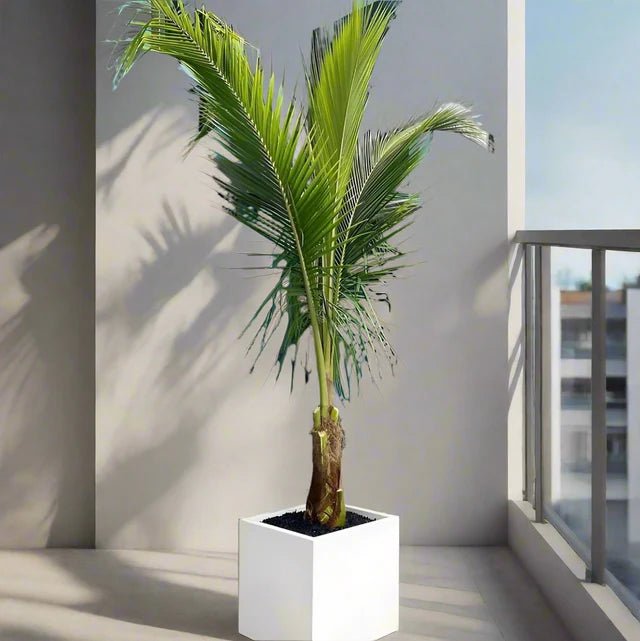 Coconut Large Spindle Palm Privacy Plant نخلة جوز الهند - Greensouq - 