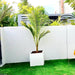 Coconut Large Spindle Palm Privacy Plant نخلة جوز الهند - Greensouq - 