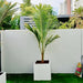 Coconut Large Spindle Palm Privacy Plant نخلة جوز الهند - Greensouq - 
