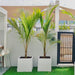 Coconut Large Spindle Palm Privacy Plant نخلة جوز الهند - Greensouq - 