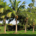 Cocos Nucifera "Coconut Palm" نخلة جوز الهند - Greensouq - 