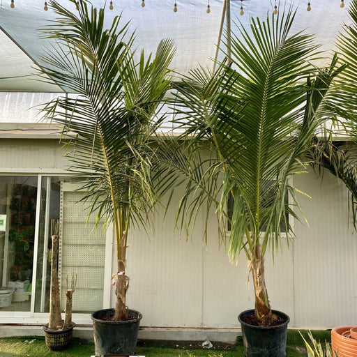 Cocos Nucifera "Coconut Palm" نخلة جوز الهند - Greensouq - 