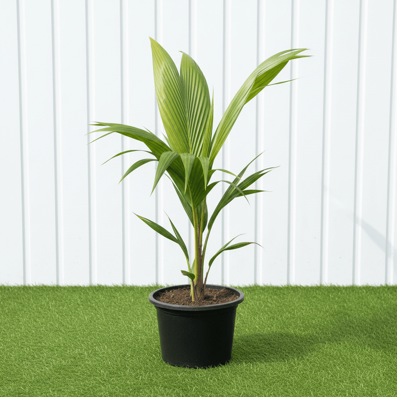 small coconut palm Cocos Nucifera "Coconut Palm" Small 1.4 to 1.5m — Greensouq
