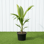 Cocos Nucifera / Coconut Palm Small 1.2to 1.5m - Greensouq - 