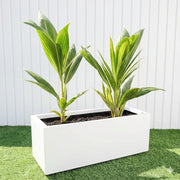 Cocos Nucifera / Coconut Palm Small 1.2to 1.5m in Grp 90 - 30 - 30 Pot - Greensouq - 