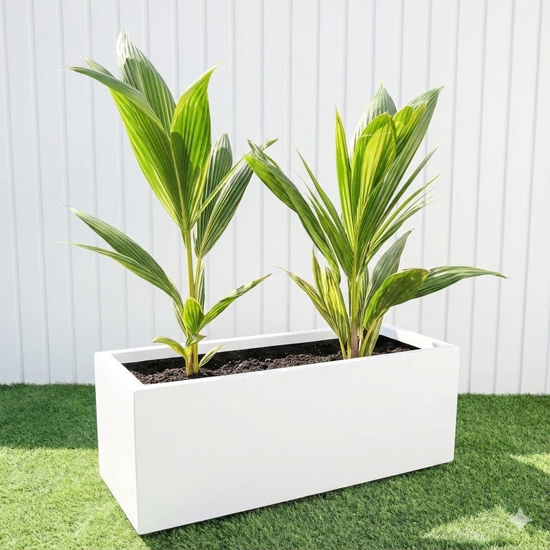 Cocos Nucifera / Coconut Palm Small 1.2to 1.5m in Grp 90 - 30 - 30 Pot - Greensouq - 