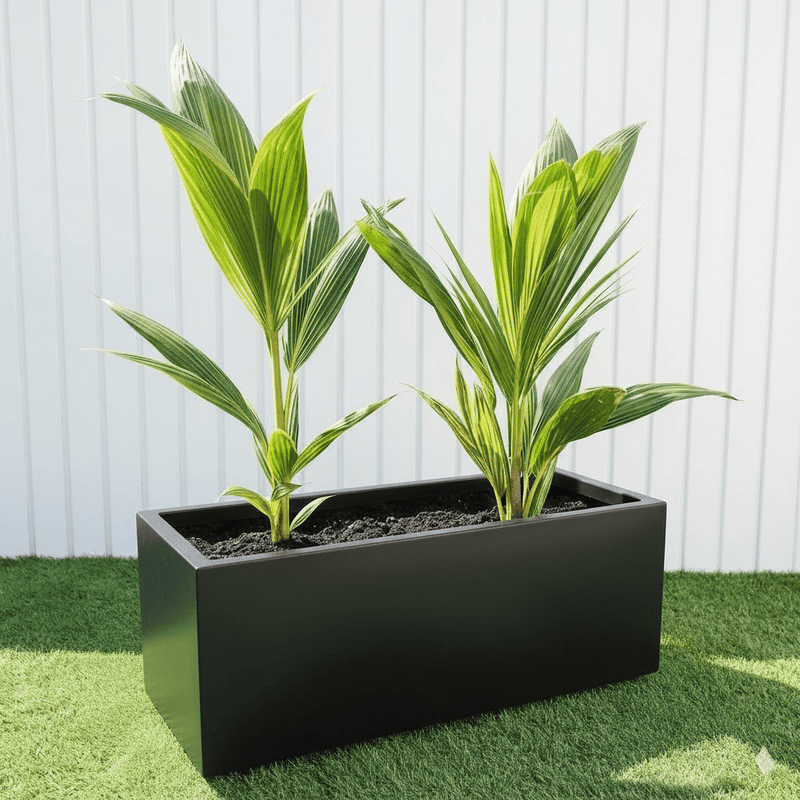 Cocos Nucifera / Coconut Palm Small 1.2to 1.5m in Grp 90 - 30 - 30 Pot - Greensouq - 