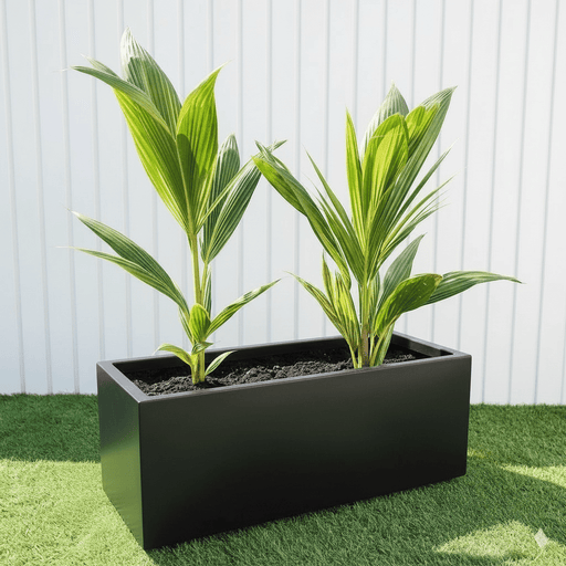 Cocos Nucifera / Coconut Palm Small 1.2to 1.5m in Grp 90 - 30 - 30 Pot - Greensouq - 