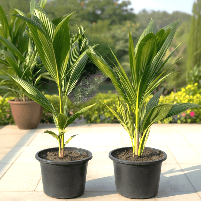 short coconut palm tree Cocos Nucifera "Coconut Palm" Small 1.4 to 1.5m — Greensouq