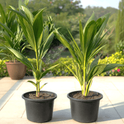 Cocos Nucifera / Coconut Palm Small 1.4 to 1.5m - Greensouq - 