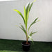 Cocos Nucifera "Coconut Palm" Small 1.4 to 1.5m - Greensouq - 