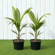 Cocos Nucifera - Coconut Palm | UAE Best Sellers! - Greensouq - 