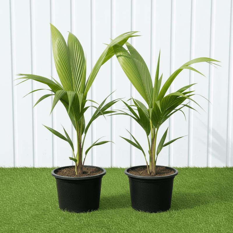 Cocos Nucifera - Coconut Palm | UAE Best Sellers! - Greensouq - 