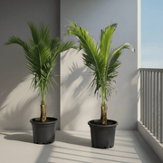 Cocos Nucifera - Coconut Palm | UAE Best Sellers! - Greensouq - 
