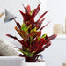 Codiaeum Variegatum (40 - 50 cm) - Greensouq - 