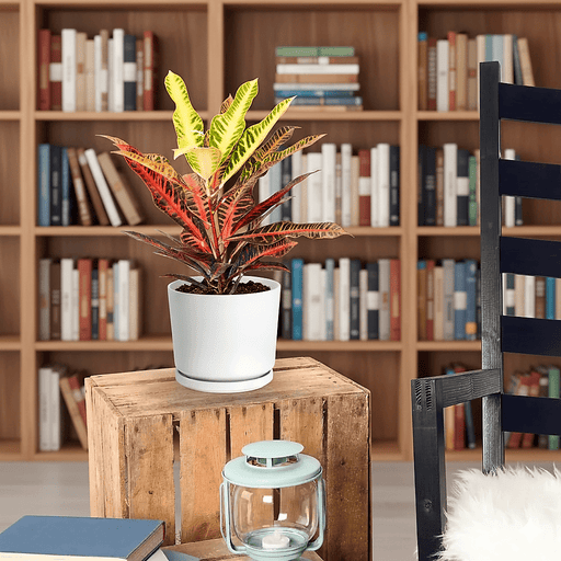 Codiaeum Variegatum (40 - 50 cm) - Greensouq - 
