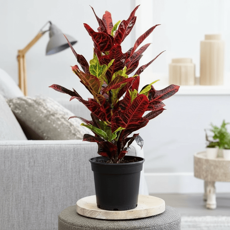Codiaeum Variegatum (40 - 50 cm) - Greensouq - 