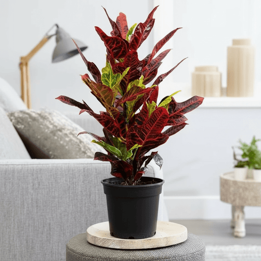 Codiaeum Variegatum (40 - 50 cm) - Greensouq - 