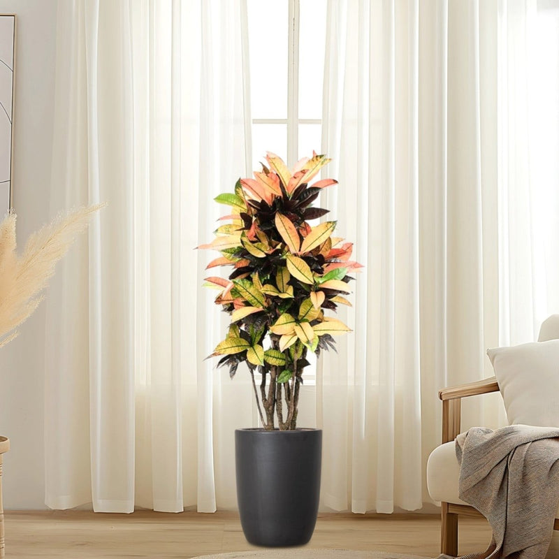 Codiaeum Variegatum (Croton), Mrs Iceton - Greensouq - 