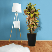 Codiaeum Variegatum (Croton), Mrs Iceton - Greensouq - 