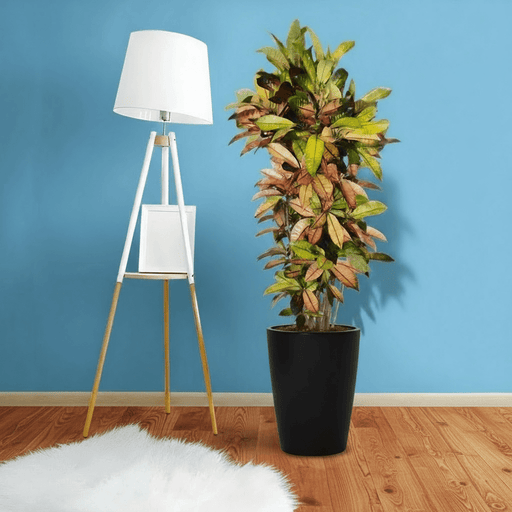 Codiaeum Variegatum (Croton), Mrs Iceton - Greensouq - 