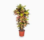 Codiaeum Variegatum (Croton), Mrs Iceton - Greensouq - 
