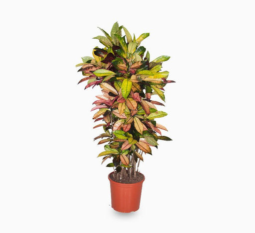 Codiaeum Variegatum (Croton), Mrs Iceton - Greensouq - 