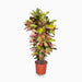 Codiaeum Variegatum (Croton), Mrs Iceton - Greensouq - 