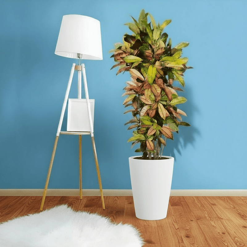 Codiaeum Variegatum (Croton), Mrs Iceton - Greensouq - 