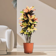 Codiaeum Variegatum (Croton), Mrs Iceton - Greensouq - 