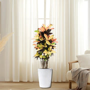 Codiaeum Variegatum (Croton), Mrs Iceton - Greensouq - 