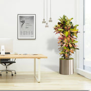 Codiaeum Variegatum (Croton Plant), Mrs Iceton - Greensouq -