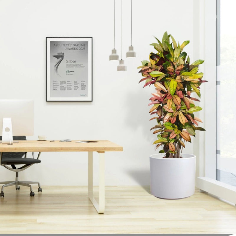 Codiaeum Variegatum (Croton Plant), Mrs Iceton - Greensouq -