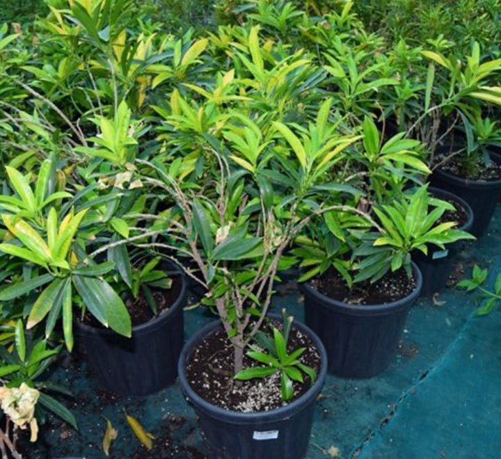 Codiaeum Variegatum (Croton outdoor mix) - Greensouq - 