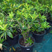 Codiaeum Variegatum (Croton outdoor mix) - Greensouq - 